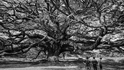 beniyan tree