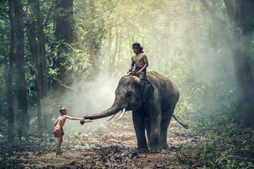 elephent