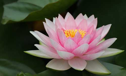 lotus