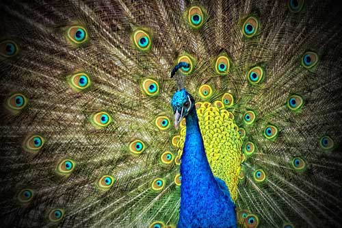 peacock