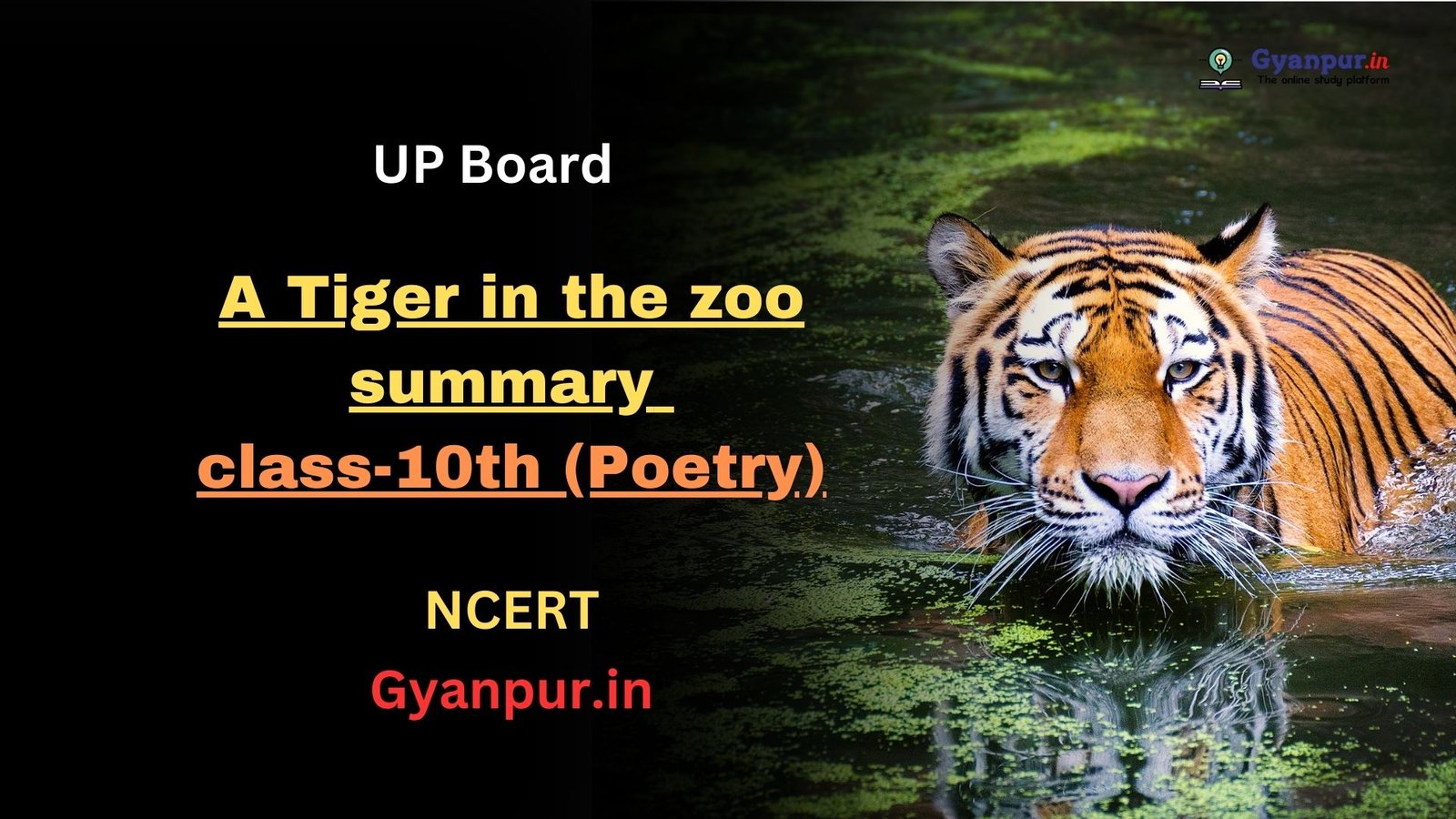 a tiger in the zoo summary in hindi | class-10th (poetry) | UP Board Exam 2023-2024 | NCERT | Best MCQ in English|