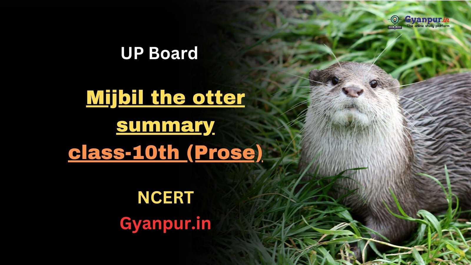 mijbil the otter summary in hindi | class-10th (Prose) | UP Board Exam 2023-2024 | NCERT | Best MCQ in English |
